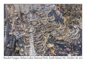 Bracket Fungus