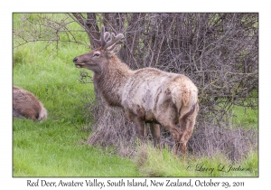 Red Deer