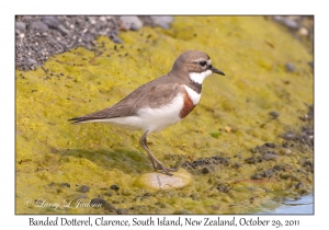 Banded Dotterel