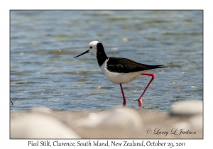 Pied Stilt