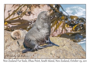 New Zealand Fur Seals