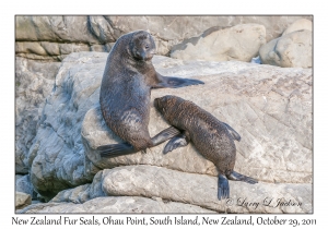 New Zealand Fur Seals