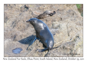 New Zealand Fur Seals