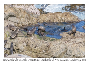 New Zealand Fur Seals