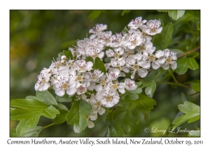 Common Hawthorn