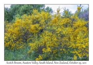 Scotch Broom