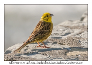 Yellowhammer