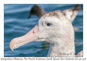 Antipodean Albatross