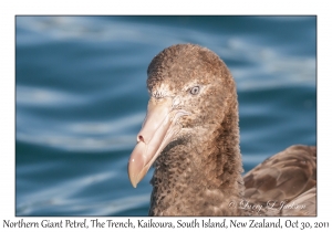 Northern Giant Petrel