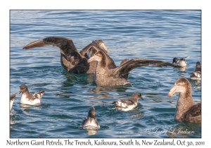 Northern Giant Petrels & Cape Petrels