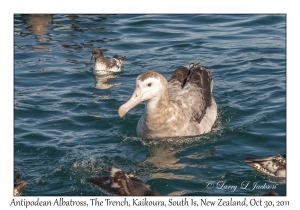 Antipodean Albatross & Cape Petrels