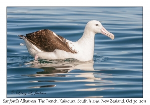 Sanford's Albatross