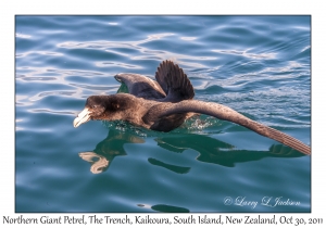 Northern Giant Petrel