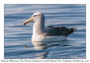 Salvin's Albatross