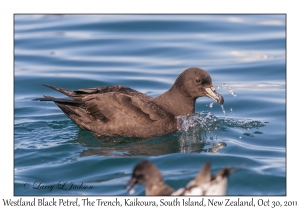 Westland Black Petrel