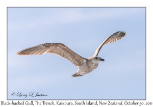 Black-backed Gull