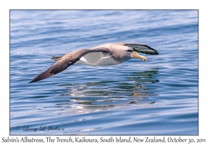 Salvin's Albatross