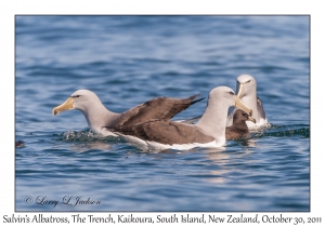 Salvin's Albatross