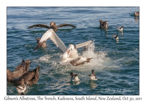 Gibson's Albatross