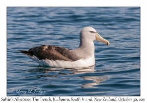 Salvin's Albatross