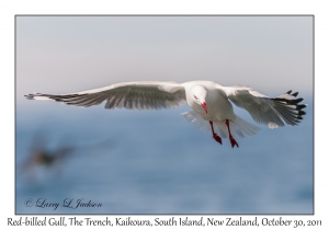 Red-billed Gull