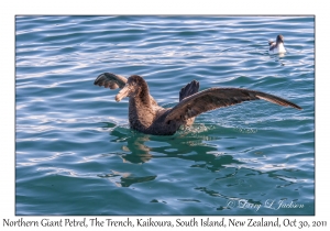 Northern Giant Petrel