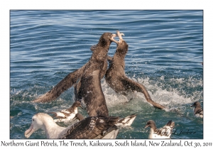 Northern Giant Petrels