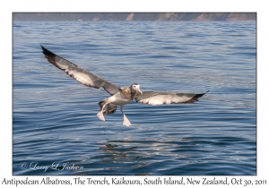 Antipodean Albatross