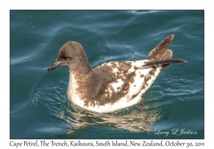 Cape Petrel