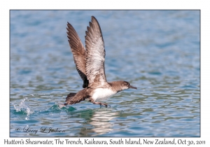 Hutton's Shearwater