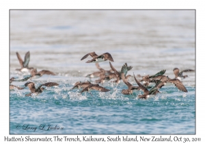 Hutton's Shearwater