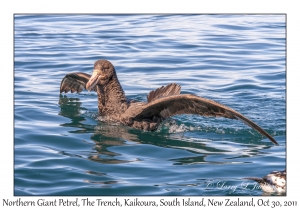 Northern Giant Petrel