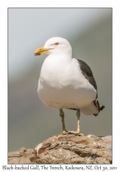 Black-backed Gull