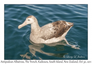 Antipodean Albatross