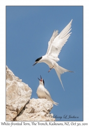 White-fronted Terns