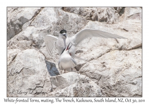 White-fronted Terns