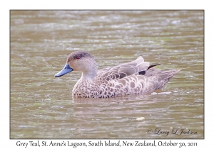 Grey Teal