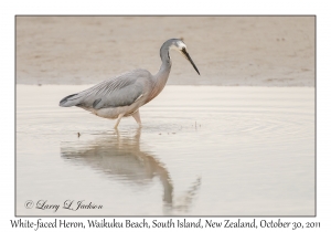 White-faced Heron