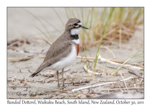 Banded Dotterel