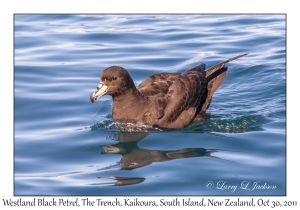 Westland Black Petrel