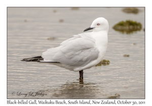 Black-billed Gull