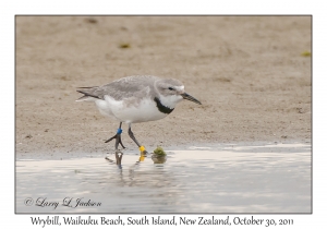 Wrybill