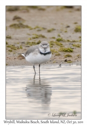 Wrybill