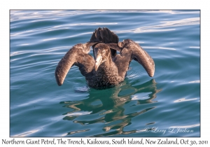 Northern Giant Petrel