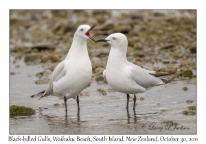 Black-billed Gulls