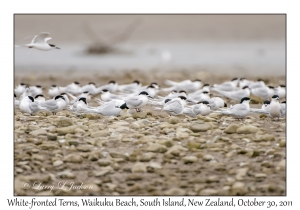 White-fronted Terns