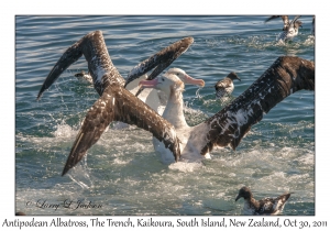 Antipodean Albatross