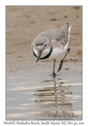 Wrybill