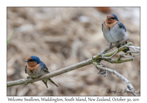 Welcome Swallows