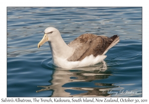 Salvin's Albatross